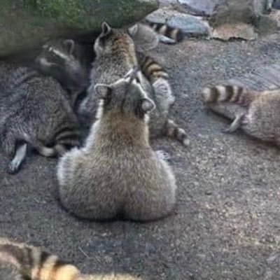 bobbybooks79's profile picture. I like ball