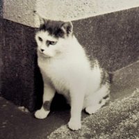 ozma (@kaz____uma) Twitter profile photo