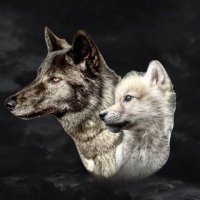 Sigurdr&Fury (@blackashwolfdog) / X