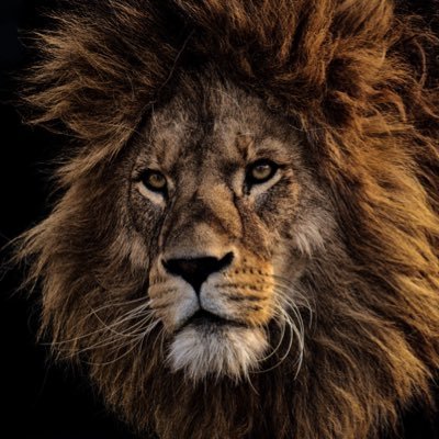 King_SN24's profile picture. 