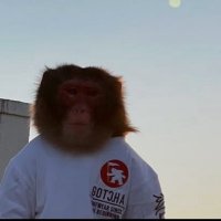 Flegmat (@sova_tw) 's Twitter Profile