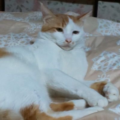 家·野良ちゃんズたち🐈️🐈️🐈⬛🐈⬛🐈️の日常と職場·野良ちゃんズの動向をUPしております🧑
合間に時事問題や為替考察も交えながら🧑も日常を楽しんでおります🤗🤗🤗
動物·風景·お花の投稿にも癒されてます🤭🤭🤭