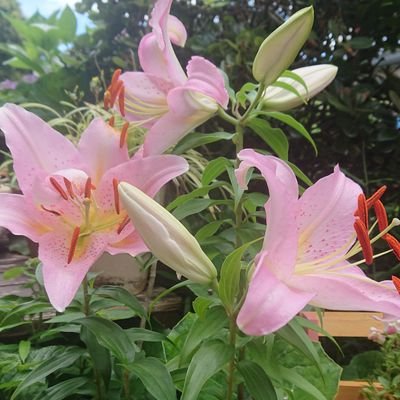 yNxX3OFbhA12099's profile picture. 生け花、ガーデニング、料理、旅行、家庭菜園(主人です)