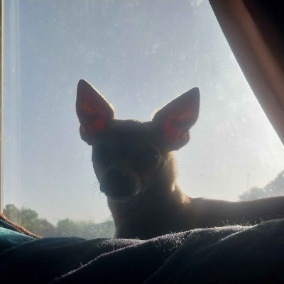 jazhir07's profile picture. 18 years of living and still no bitches.