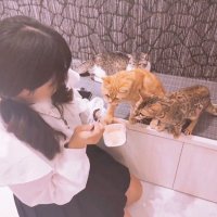 ちょこ (@ho_o_bis) 's Twitter Profile