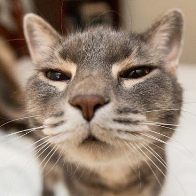 wrecks's profile picture. billionaire, cosmonaut, olympic gold medalist (2x), emmy award winner, theoretical physicist & pathological liar