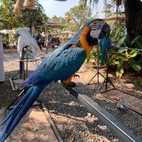 Dara samnang (@dara_samnang1) 's Twitter Profile