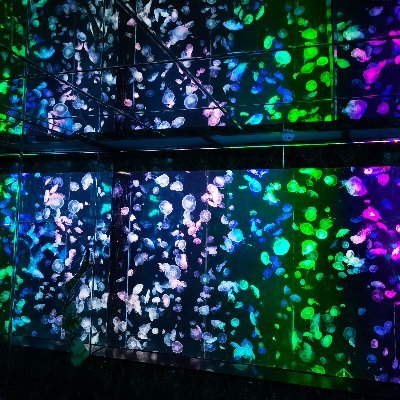 ppy559's profile picture. 