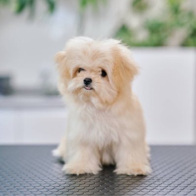 lions_dan3's profile picture. 