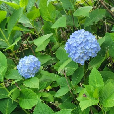 ClownedCrow's profile picture. 一応成人済み、アイコン等は自分で撮影。
基本的に自分の事についてはあまり呟かないが、三國志真戦やったりYouTubeで怪談朗読や音楽を聴きながら編み物したりする。
居るのは多分S521だと思う。