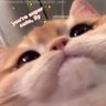 N_laokondaew's profile picture. snsd izone loverrukk filmracha` 🌙 |  cats music books and games