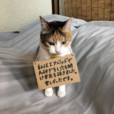 saku0713's profile picture. 呟きは殆どしません
