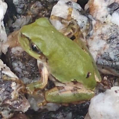 我ノ助🐸さんのプロフィール画像