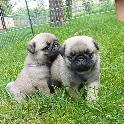 Adorable, healthy, and ready for a loving home!
©Purebred
©Vet-checked & vaccinated
©Friendly, playful temperament
Serious inquiries only