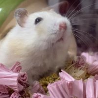 わらびもち (@cha_wan_mushi5) 's Twitter Profile Photo わらびもち (@cha_wan_mushi5) 's Twitter Profile Photo
