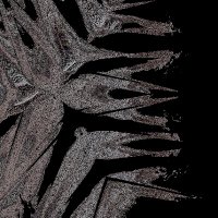 echinodermata (@gorgonocephalus) 's Twitter Profile