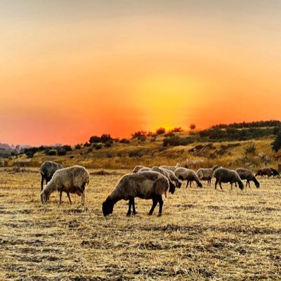 mhmd_najada's profile picture. ﮼بدوي ﮼فلسطيني