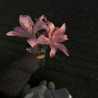 πππ€π (@as_cs_44) 's Twitter Profile