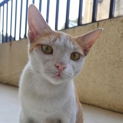 neutron_00's profile picture. .