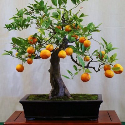 thomas_rollmann's profile picture. 