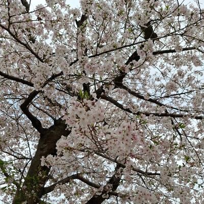 参政党を知ってXに参加したオバサンです。神谷さんの熱い演説を聴いて人生初めての推しができました。日本を護りたい、本当の歴史を学びたいと思い一般党員になりました。次の世代に美しく優しい日本を取り戻したいです。無言フォロー失礼します。宜しくお願いします🙇