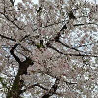 🍊櫻🌸🍊 (@oa5017268620106) 's Twitter Profile Photo