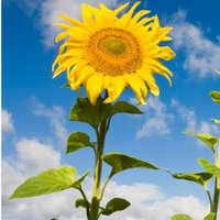 Sunflower (@asunta_fidelis2) 's Twitter Profile