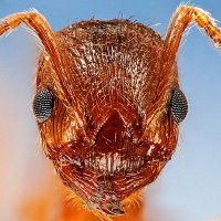 Myrmica (@aliyazdibiology) 's Twitter Profile