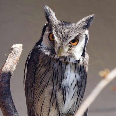 I'm just a bird with WIDE eyes.. enough to see profitable & losing trades.🦉👀💰 but there's one big eye that sees everything.. All Glory to GOD 🙏