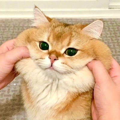 gutsuesu_33's profile picture. デザイナー