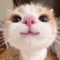 にゃん「ゃん (@nyan_nanoh) 's Twitter Profile