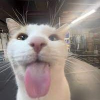 binify (@biniifyy) 's Twitter Profile