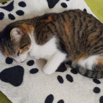 Amante de los gatos. URIBISTA 💯 %. Fiel creyente de que Petro es lo peor que le pasó al país, quiero un país libre de comunismo, socialismo y progresismo