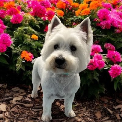 I'm a loveable but stubborn Westie, but aren't we all. Lieutenant in the #ZS OTRB Brigade. I chase zombies out of Devon and Heaven. No DM's please.