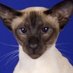 stupid siamese cat (@creedycat) Twitter profile photo stupid siamese cat (@creedycat) Twitter profile photo