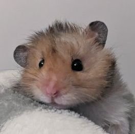 _puffyou's profile picture. デン/雲丹/つな