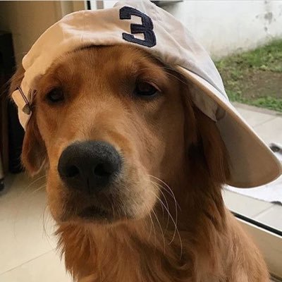 Tony02022925's profile picture. 老狗/老肥狗/Tony/藍鳥悼念狗（公狗） 正經的東西會放在湯不熱Tumblr: https://t.co/WMzt2655sp 中文的東西會放在噗浪 https://t.co/ukyGvaaVya 其餘奇怪的東西會放在這