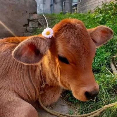 Adani Stan Profile