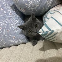 Overthinker (@forfunor1) 's Twitter Profile