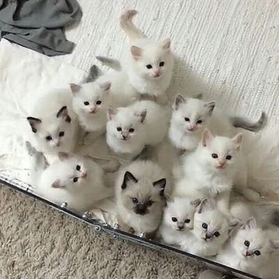 sleepyfox_95's profile picture. 대학 졸업도 못한 아기 개발자