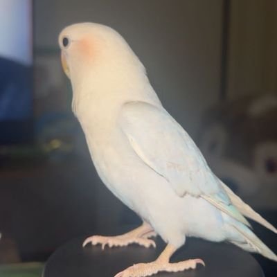 nakgogo1's profile picture. 