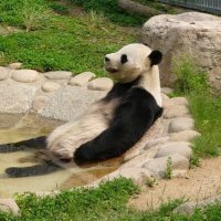 パンダの飼育係@8/17日コミケ初参戦! (@pand7as) 's Twitter Profile