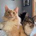 Freddie & Smokey (@fredandsmoke) Twitter profile photo Freddie & Smokey (@fredandsmoke) Twitter profile photo