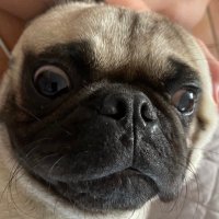 CURIOUS MINDS (@jamiemcinaz) 's Twitter Profile