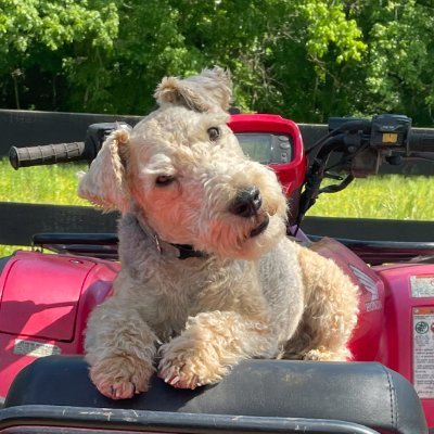 sherlocksdad45's profile picture. 45, 47, & 48  MAGA
I stand 100% with Israel!
American Hungarian
Unvaccinated
Dogs are God's Wingless Angels!