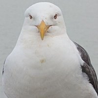 sym (@ccc_lol) 's Twitter Profile