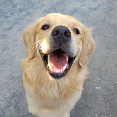 K9antifa's profile picture. Chien de garde du vivre-ensemble, ma niche c’est Twitter. Mon flair est antiraciste, j’aboie très fort quand j’en trouve un.