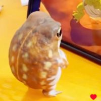 コハク (@ymr6_k_k) 's Twitter Profile