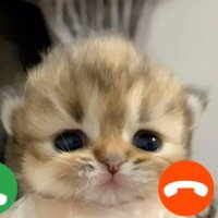 bizz (@bizzorh) 's Twitter Profile