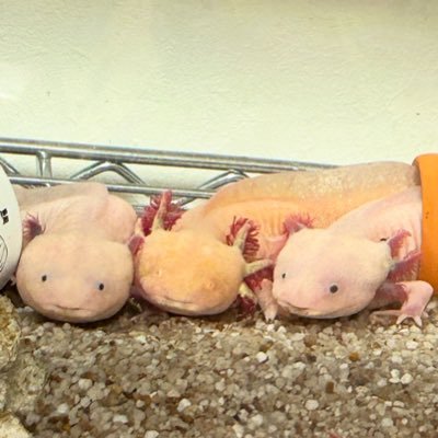 ウーパールーパー&オカメインコと暮らしてます🐡 動物と漫画(復讐系)と心理学とオカルトが好き📚🔮 占い師もしてます🔮仲良くしてください🌸😀 ウパ道邁進中🐡 あなたのウパも占います(人間含む)